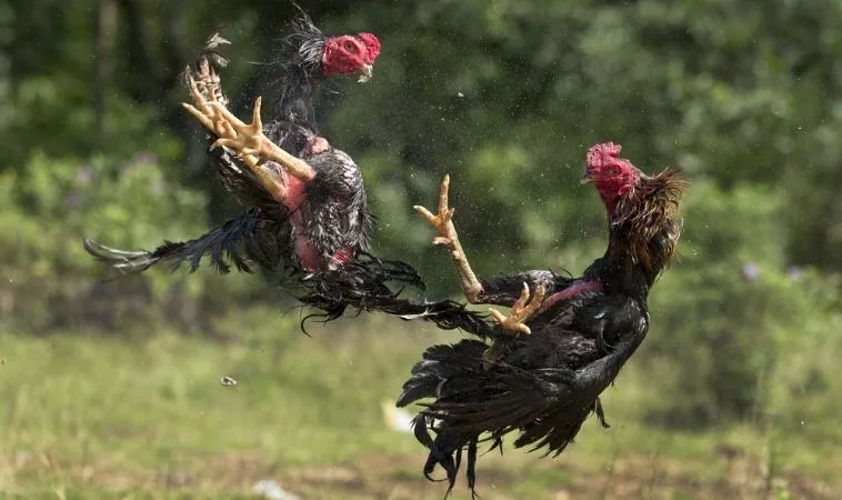 Bí Quyết Chơi Đá Gà GA28 Alo789 Thắng To Liền Tay 1 Đá Gà GA28 Alo789
