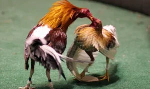 Bí Quyết Chơi Đá Gà WS168 Tại Alo789 Thắng Lớn Ngay Hôm Nay 1 Đá Gà WS168 tại Alo789