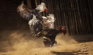 Khám Phá Đá Gà Sabong Alo789 Chiến Thắng Lớn Ngay Hôm Nay 3 Đá Gà Sabong Alo789