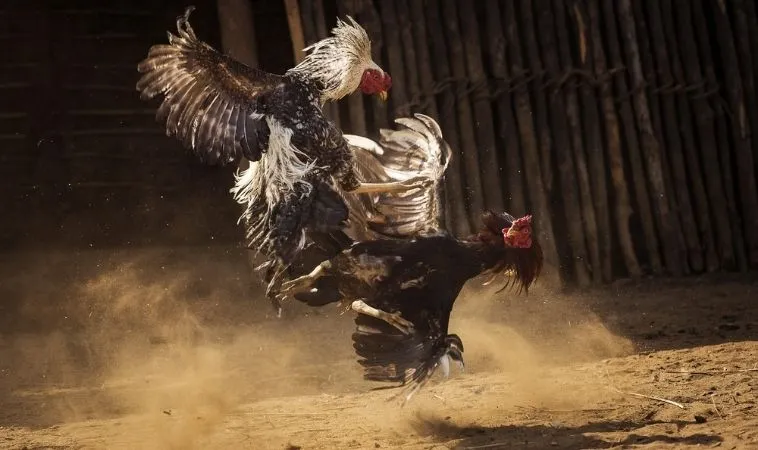 Khám Phá Đá Gà Sabong Alo789 Chiến Thắng Lớn Ngay Hôm Nay 1 Đá Gà Sabong Alo789